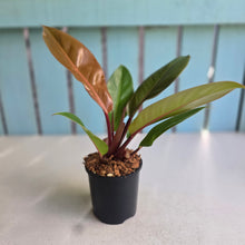 Load image into Gallery viewer, #W59 Philodendron Prince of Orange