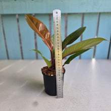 Load image into Gallery viewer, #W59 Philodendron Prince of Orange