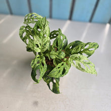 Load image into Gallery viewer, #W56 Variegated Monstera Adansonii Mint