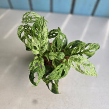 Load image into Gallery viewer, #W56 Variegated Monstera Adansonii Mint