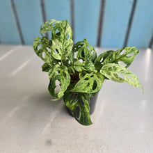 Load image into Gallery viewer, #W56 Variegated Monstera Adansonii Mint