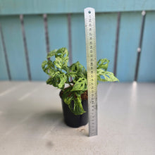 Load image into Gallery viewer, #W56 Variegated Monstera Adansonii Mint