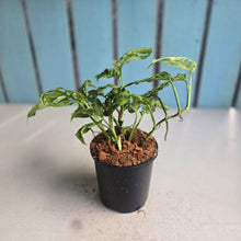 Load image into Gallery viewer, #W56 Variegated Monstera Adansonii Mint