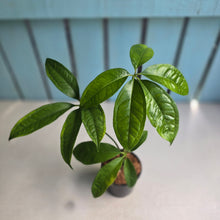 Load image into Gallery viewer, #W54 Anthurium Digitatum