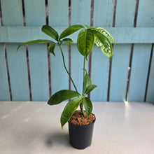 Load image into Gallery viewer, #W54 Anthurium Digitatum