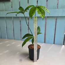 Load image into Gallery viewer, #W54 Anthurium Digitatum
