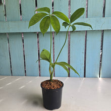 Load image into Gallery viewer, #W54 Anthurium Digitatum