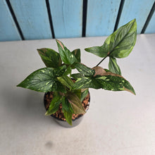 Load image into Gallery viewer, #W47 Syngonium Red Spot Tricolor