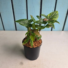 Load image into Gallery viewer, #W47 Syngonium Red Spot Tricolor