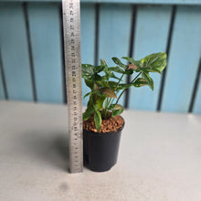 Load image into Gallery viewer, #W47 Syngonium Red Spot Tricolor