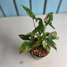 Load image into Gallery viewer, #W47 Syngonium Red Spot Tricolor