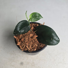Load image into Gallery viewer, #W53 Scindapsus Black Mamba