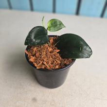 Load image into Gallery viewer, #W53 Scindapsus Black Mamba