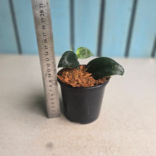 Load image into Gallery viewer, #W53 Scindapsus Black Mamba