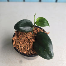 Load image into Gallery viewer, #W53 Scindapsus Black Mamba