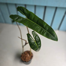 Load image into Gallery viewer, #W57 Philodendron Billietiae