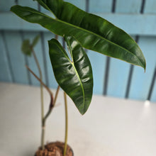 Load image into Gallery viewer, #W57 Philodendron Billietiae