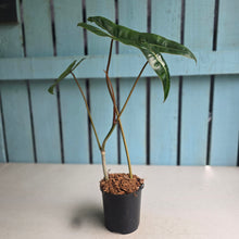 Load image into Gallery viewer, #W57 Philodendron Billietiae