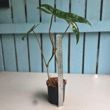 Load image into Gallery viewer, #W57 Philodendron Billietiae