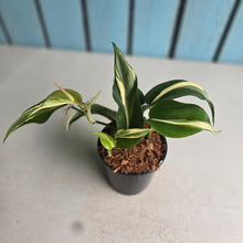 Load image into Gallery viewer, #W51 Philodendron Hederaceum Rio