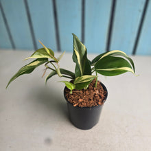 Load image into Gallery viewer, #W51 Philodendron Hederaceum Rio