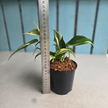Load image into Gallery viewer, #W51 Philodendron Hederaceum Rio