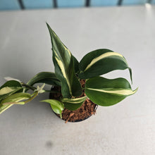 Load image into Gallery viewer, #W51 Philodendron Hederaceum Rio