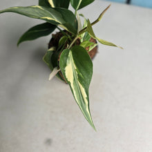 Load image into Gallery viewer, #W51 Philodendron Hederaceum Rio