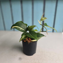 Load image into Gallery viewer, #W51 Philodendron Hederaceum Rio