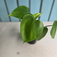 Load image into Gallery viewer, #W78 Philodendron Microstictum