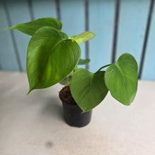 Load image into Gallery viewer, #W78 Philodendron Microstictum