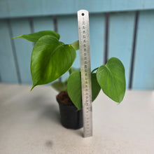 Load image into Gallery viewer, #W78 Philodendron Microstictum