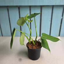 Load image into Gallery viewer, #W78 Philodendron Microstictum