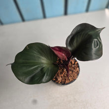 Load image into Gallery viewer, #W52 Philodendron Red Heart