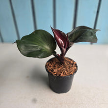 Load image into Gallery viewer, #W52 Philodendron Red Heart