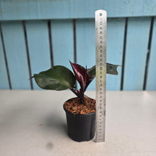 Load image into Gallery viewer, #W52 Philodendron Red Heart