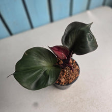 Load image into Gallery viewer, #W52 Philodendron Red Heart