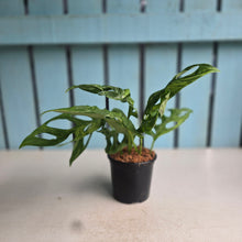 Load image into Gallery viewer, #W73 Monstera Adansonii Indonesian Marble