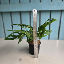 Load image into Gallery viewer, #W73 Monstera Adansonii Indonesian Marble