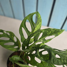 Load image into Gallery viewer, #W73 Monstera Adansonii Indonesian Marble