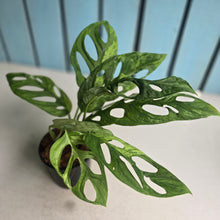 Load image into Gallery viewer, #W73 Monstera Adansonii Indonesian Marble