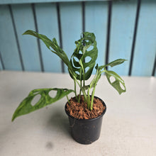 Load image into Gallery viewer, #W73 Monstera Adansonii Indonesian Marble
