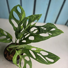 Load image into Gallery viewer, #W73 Monstera Adansonii Indonesian Marble