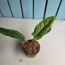 Load image into Gallery viewer, #W60 Variegated Philodendron Subhastatum