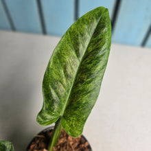 Load image into Gallery viewer, #W60 Variegated Philodendron Subhastatum