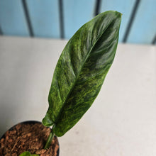 Load image into Gallery viewer, #W60 Variegated Philodendron Subhastatum