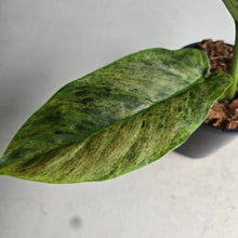 Load image into Gallery viewer, #W60 Variegated Philodendron Subhastatum