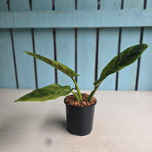 Load image into Gallery viewer, #W60 Variegated Philodendron Subhastatum