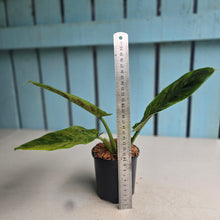 Load image into Gallery viewer, #W60 Variegated Philodendron Subhastatum