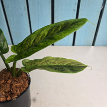 Load image into Gallery viewer, #W60 Variegated Philodendron Subhastatum
